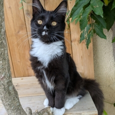 Chaton Maine Coon à adopter au prix de 1500 €