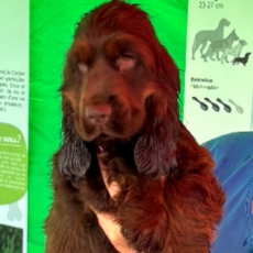 Cocker Anglais Spaniel chiot vendu 1500 €
