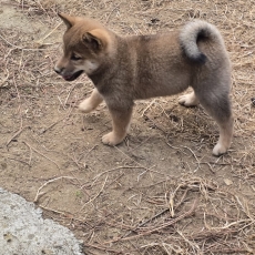Chiot Shiba  vendre au prix de 960  vaccin et identifi.