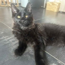 Adoption chaton Maine Coon au prix de 1000 €