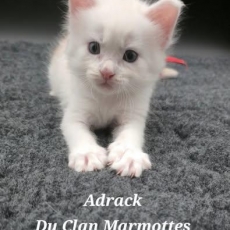 Chaton Maine Coon  vendre au prix de 1800  vaccin et identifi.
