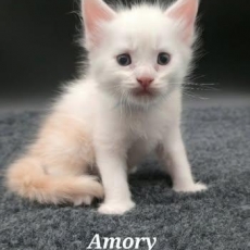 Chaton Maine Coon de race LOOF avec pedigree  adopter.