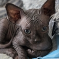 Chaton Chat Sphynx de race  en région Nouvelle-Aquitaine.