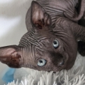 Chaton Chat Sphynx de race  en région Nouvelle-Aquitaine.