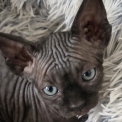 Chaton Chat Sphynx de race – prix 1500 €.