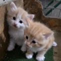Chaton Chat Norvégien de race  en région Bretagne.