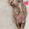 Chiot Chihuahua sans pedigree – prix 850 €.