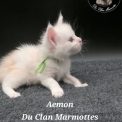 Chaton Maine Coon de race – prix 1800 €.