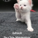 Maine Coon disponible en Haute-Savoie