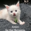 Maine Coon disponible en Haute-Savoie