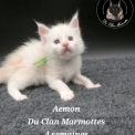 Chaton Maine Coon de race  en région Auvergne-Rhône-Alpes.