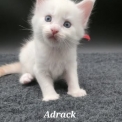 Chaton Maine Coon de race  en région Auvergne-Rhône-Alpes.