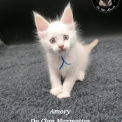 Chat Maine Coon proposé par l’élevage Chatterie Du Clan Marmottes.
