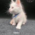 Chaton Maine Coon de race – prix 1800 €.