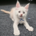 Maine Coon disponible en Haute-Savoie