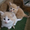 Chat Norvégien disponible en Ille-et-Vilaine