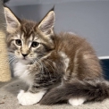 Chaton Maine Coon de race – prix 1450 €.