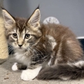 Chaton Maine Coon de race – prix 1450 €.