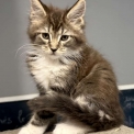Maine Coon disponible en Haute-Garonne