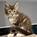 Chaton Maine Coon de race  en région Occitanie.