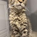 Chaton Maine Coon de race – prix 1450 €.