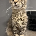 Maine Coon disponible en Haute-Garonne