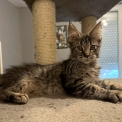 Chaton Maine Coon de race – prix 1450 €.