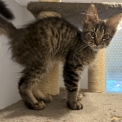 Chat Maine Coon proposée par l’élevage Chatterie de la croix Lorraine.