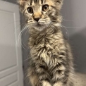 Chat Maine Coon proposée par l’élevage Chatterie de la croix Lorraine.