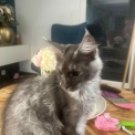Chaton Maine Coon de race – prix 1100 €.