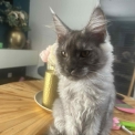 Maine Coon disponible en Isère