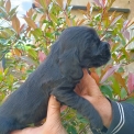 Chien Cocker Anglais Spaniel proposée par l’élevage la ferme des Carons.