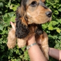 Cocker Anglais Spaniel disponible dans le Doubs