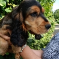 Chiot Cocker Anglais Spaniel sans pedigree  en région Bourgogne-Franche-Comté.