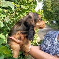 Chiot Cocker Anglais Spaniel sans pedigree – prix 1500 €.