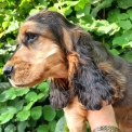 Chiot Cocker Anglais Spaniel sans pedigree – prix 1500 €.