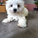 Chiot Bichon Maltais sans pedigree – prix 1400 €.