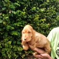 Chiot Cocker Anglais Spaniel sans pedigree – prix 1500 €.