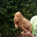 Chiot Cocker Anglais Spaniel sans pedigree – prix 1500 €.