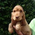 Chiot Cocker Anglais Spaniel sans pedigree  en région Bourgogne-Franche-Comté.