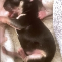 Chien Chihuahua proposée par l’élevage Des P'tites Pommes D'amour.