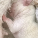Chihuahua disponible dans les Alpes-Maritimes