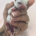 Chiot Chihuahua de race – prix 2000 €.