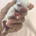 Chien Chihuahua proposée par l’élevage Des P'tites Pommes D'amour.