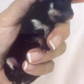 Chihuahua disponible dans les Alpes-Maritimes