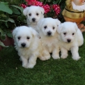 Chien Bichon Maltais proposée par l’élevage pension a la ferme.