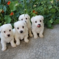 Chiot Bichon Maltais sans pedigree  en région Bretagne.