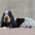 Chien Basset Bleu de Gascogne proposé par l’élevage des vallées longeronnaises.