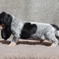 Chiot Basset Bleu de Gascogne de race  en région Pays de la Loire.