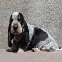 Chiot Basset Bleu de Gascogne de race – prix 750 €.